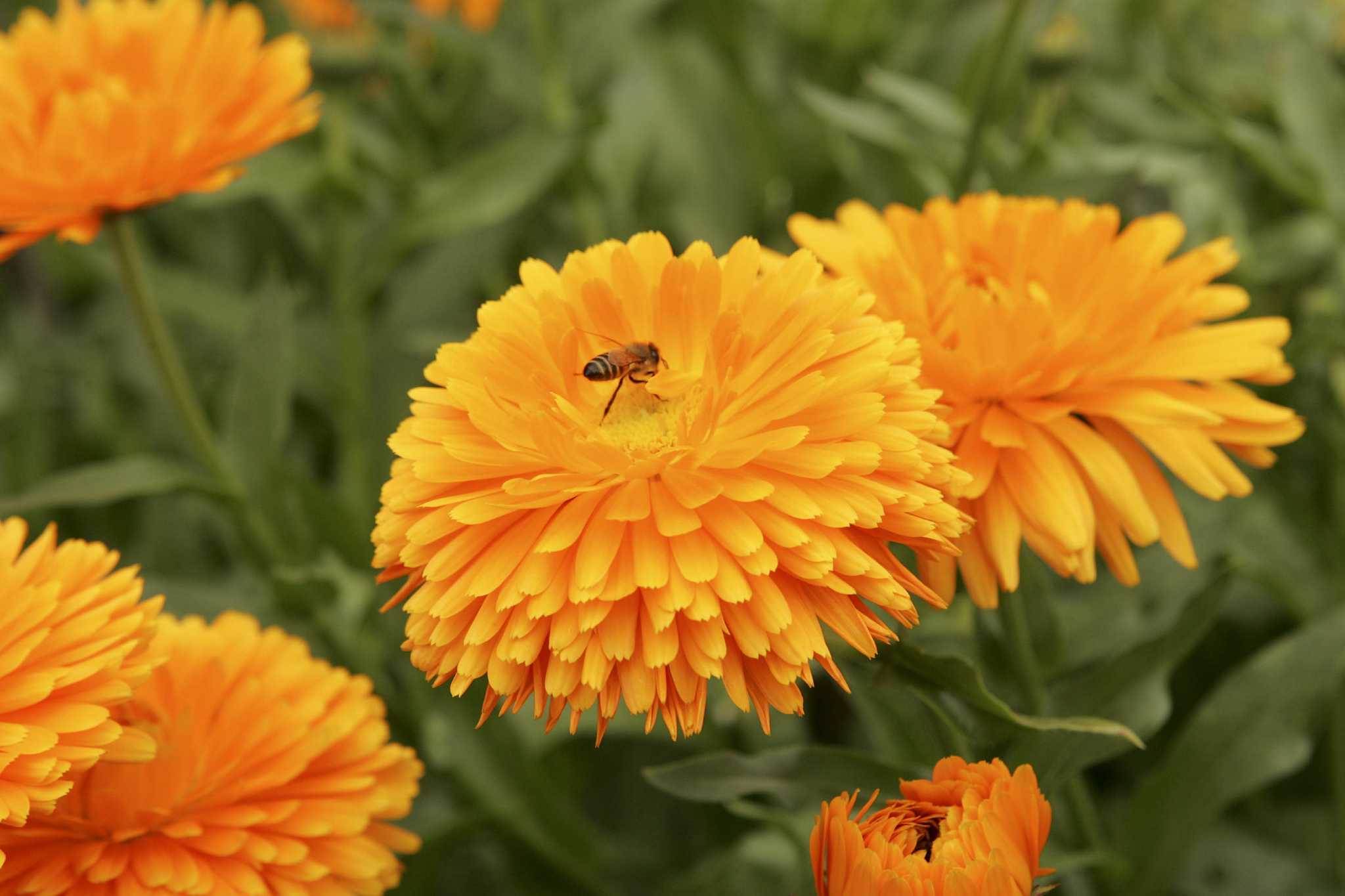  Flowers  bring warm color  in cool  weather San Antonio 