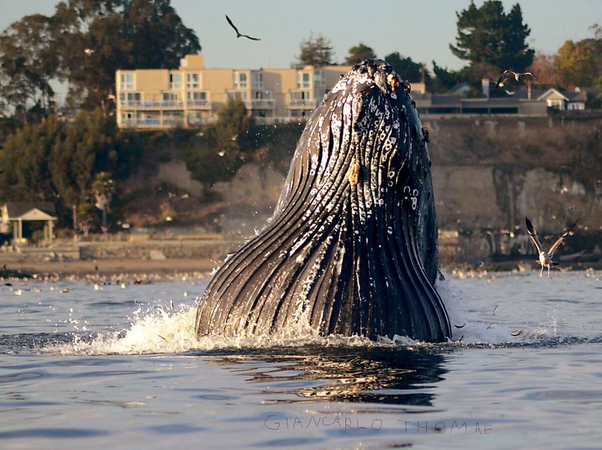 A lunge feeding humpback showed off its extended throat pleats next to the El Salto Resort at Capitola