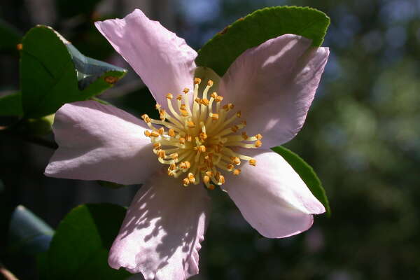 Camellia blossoms brighten the winter garden - HoustonChronicle.com