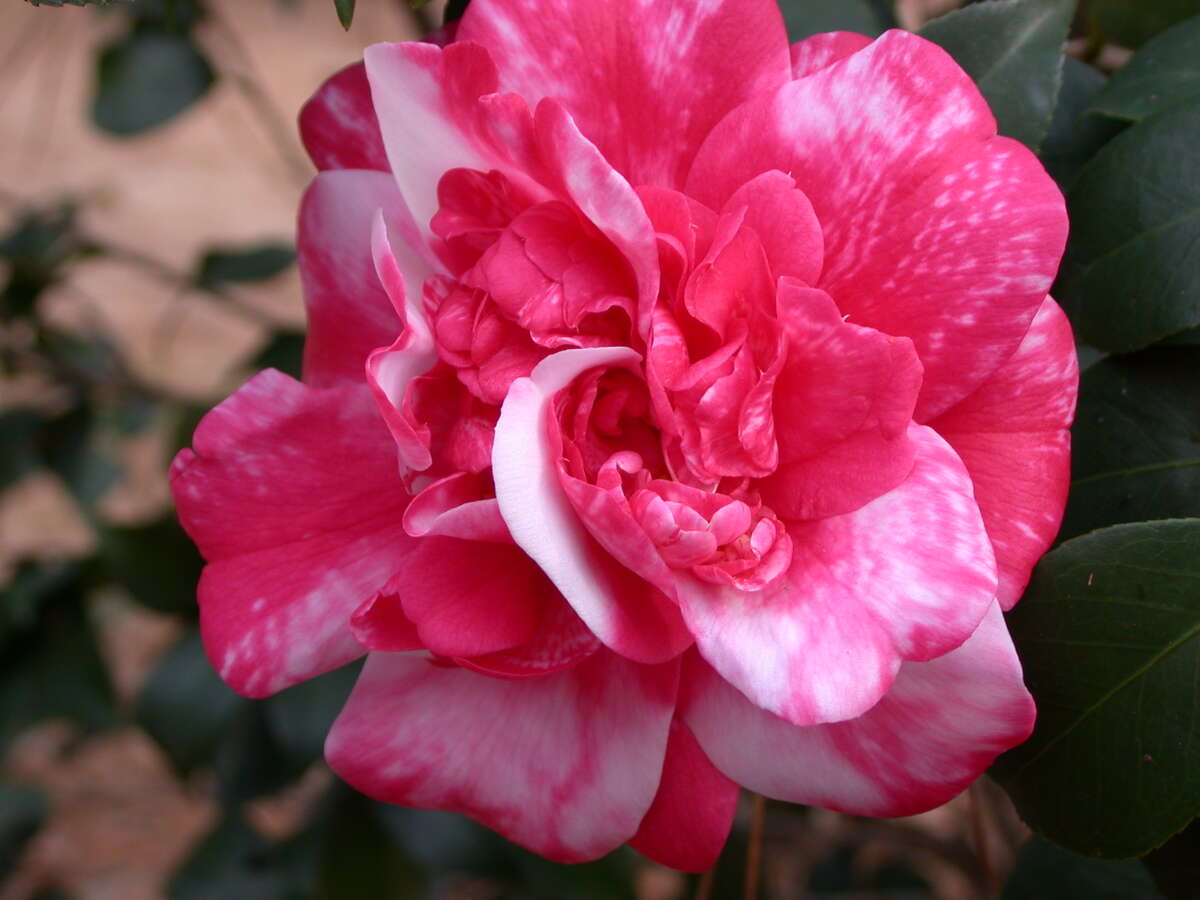 Camellia blossoms brighten the winter garden