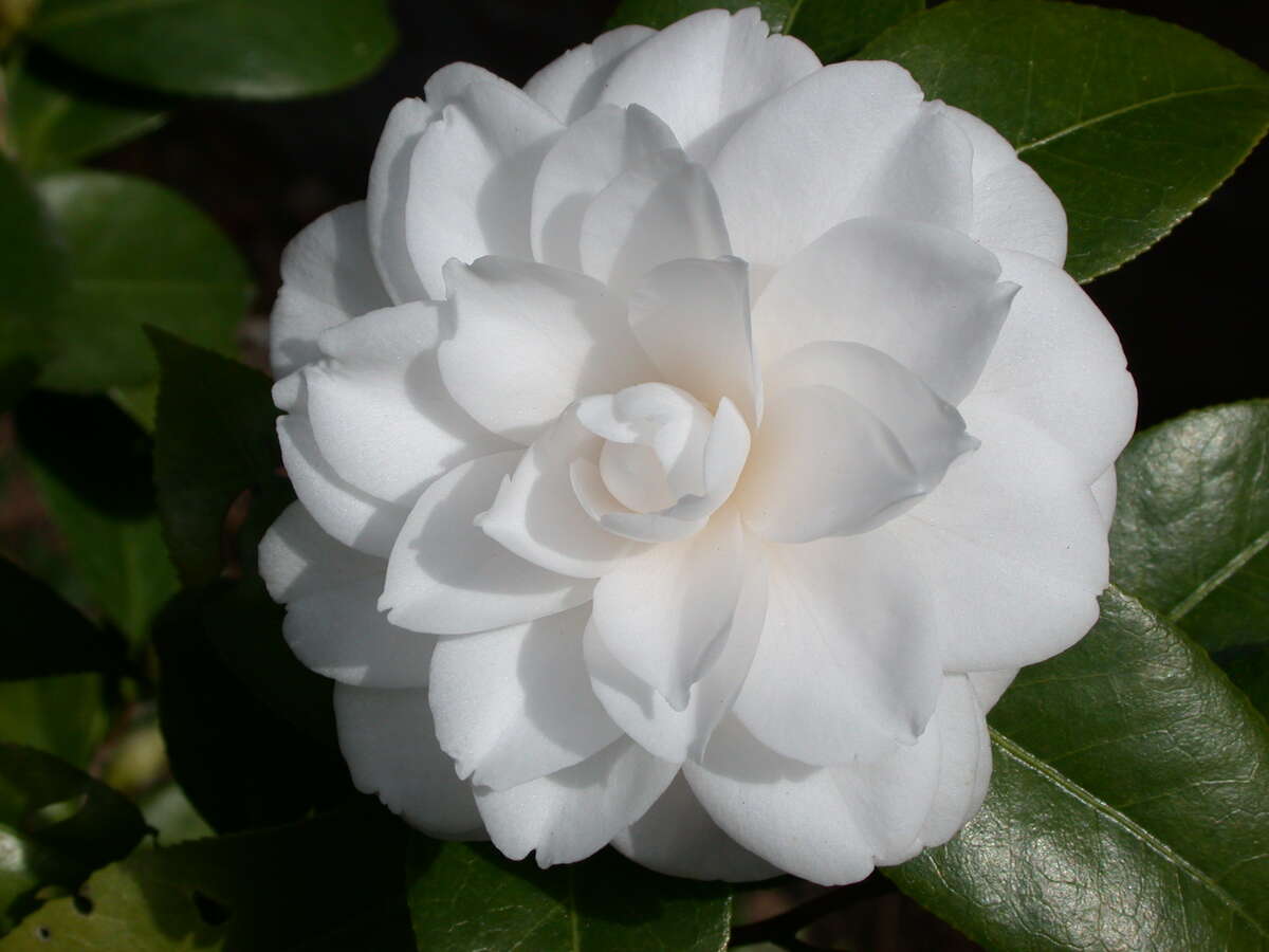 Camellia blossoms brighten the winter garden