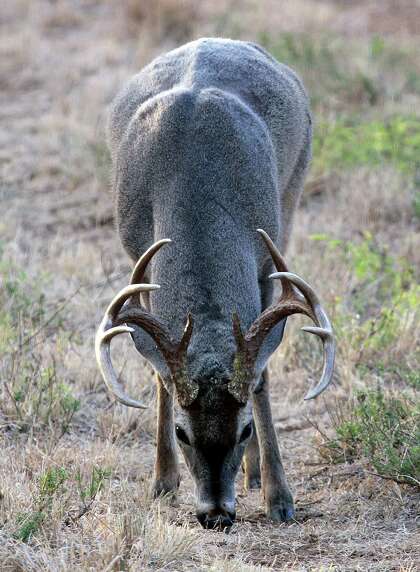 Two Bucks Fighting Deer Rut Mule Deer Cute Animals
