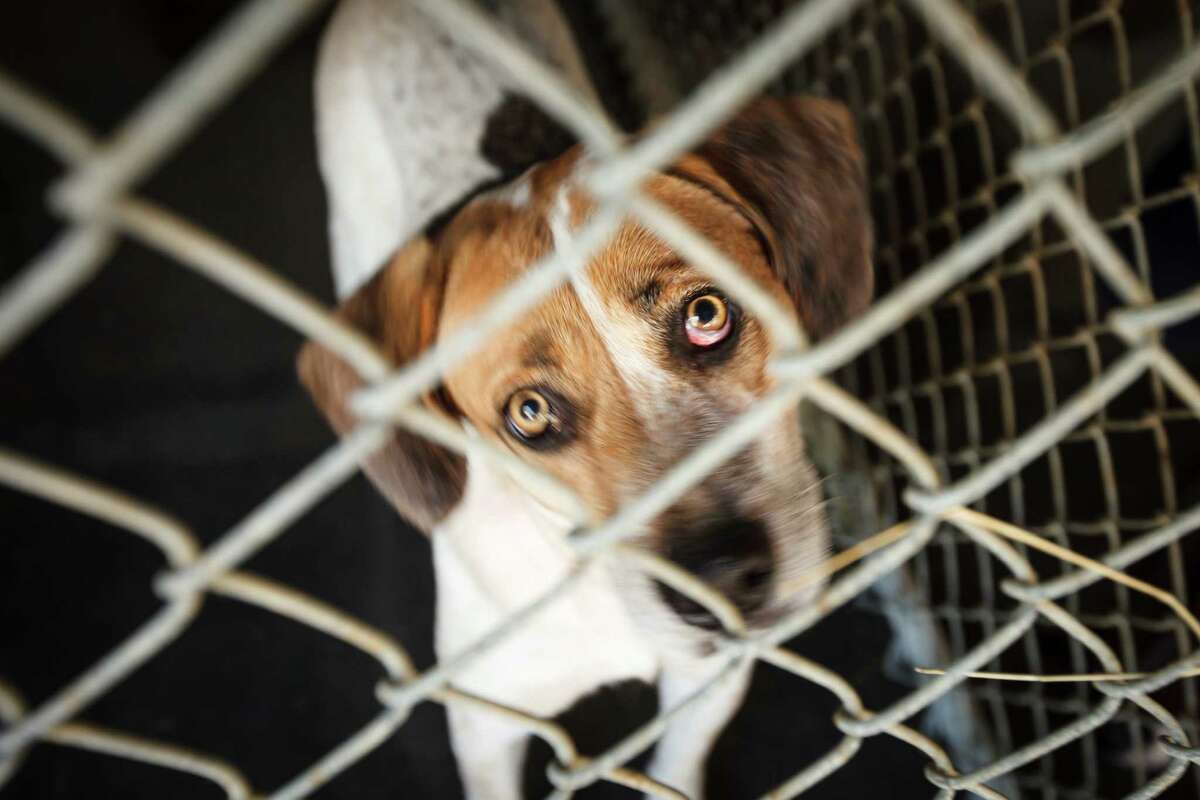 Surprising mess found as Brazoria County Humane Society closes