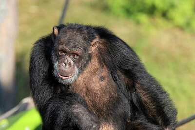 what does the chimp 2.6.1.8 screen look like what does the chimp 2.6.1.8 screen look like