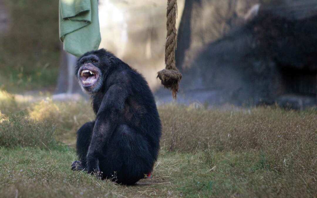 6 chimps from private home enter much larger world at Houston Zoo