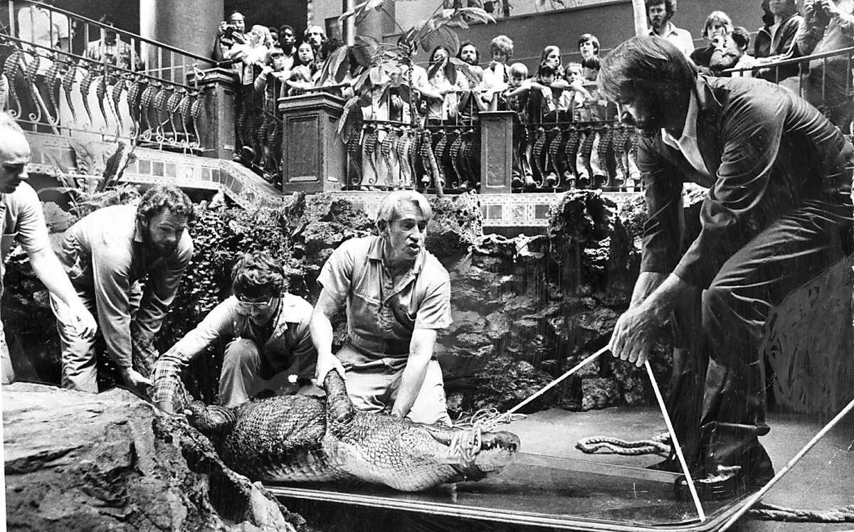 May 14, 1979: Dr. Murray Fowler (center) from U.C. Davis leads a team that immobilizes an alligator at the Steinhart Aquarium.