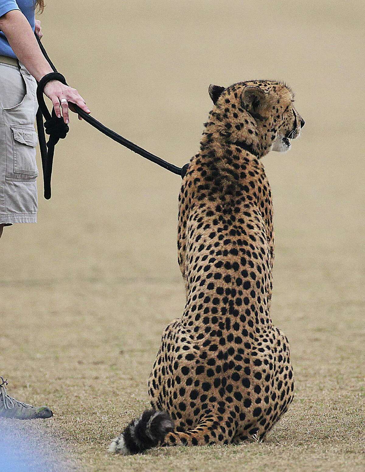 Houston Zoo Carnivore Supervisor Sara Riger touches one of the zoo's two male cheetahs, Kito and Kiburi later ran off leash at the Houston Dynamo's practice field located at Houston Sports Park Wednesday, Dec. 4, 2013, in Houston. Today is International Cheetah Day.