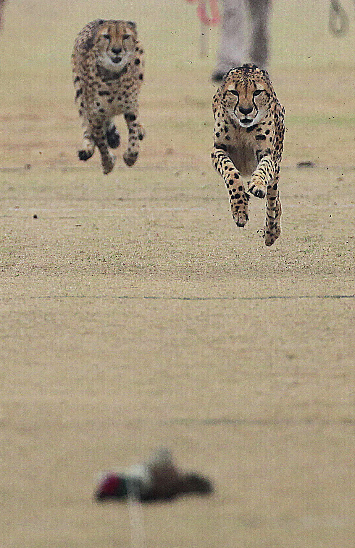 The Houston Zoo's two male cheetahs Kito and Kiburi running off leash at the Houston Dynamo's practice field located at Houston Sports Park Wednesday, Dec. 4, 2013, in Houston. Today is International Cheetah Day.