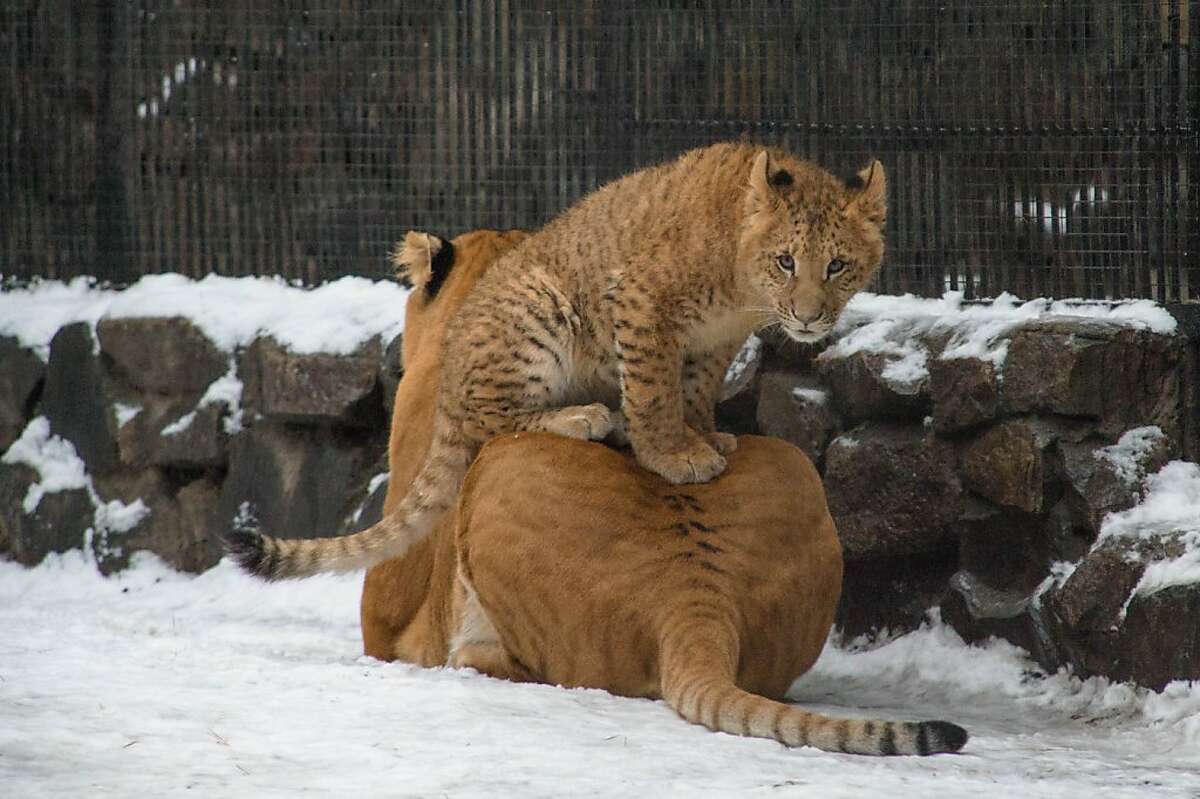 Животные в зоопарке в России