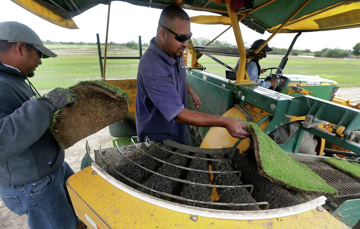 Poteet grower to supply grass for golf course at 2016 Summer Olympics