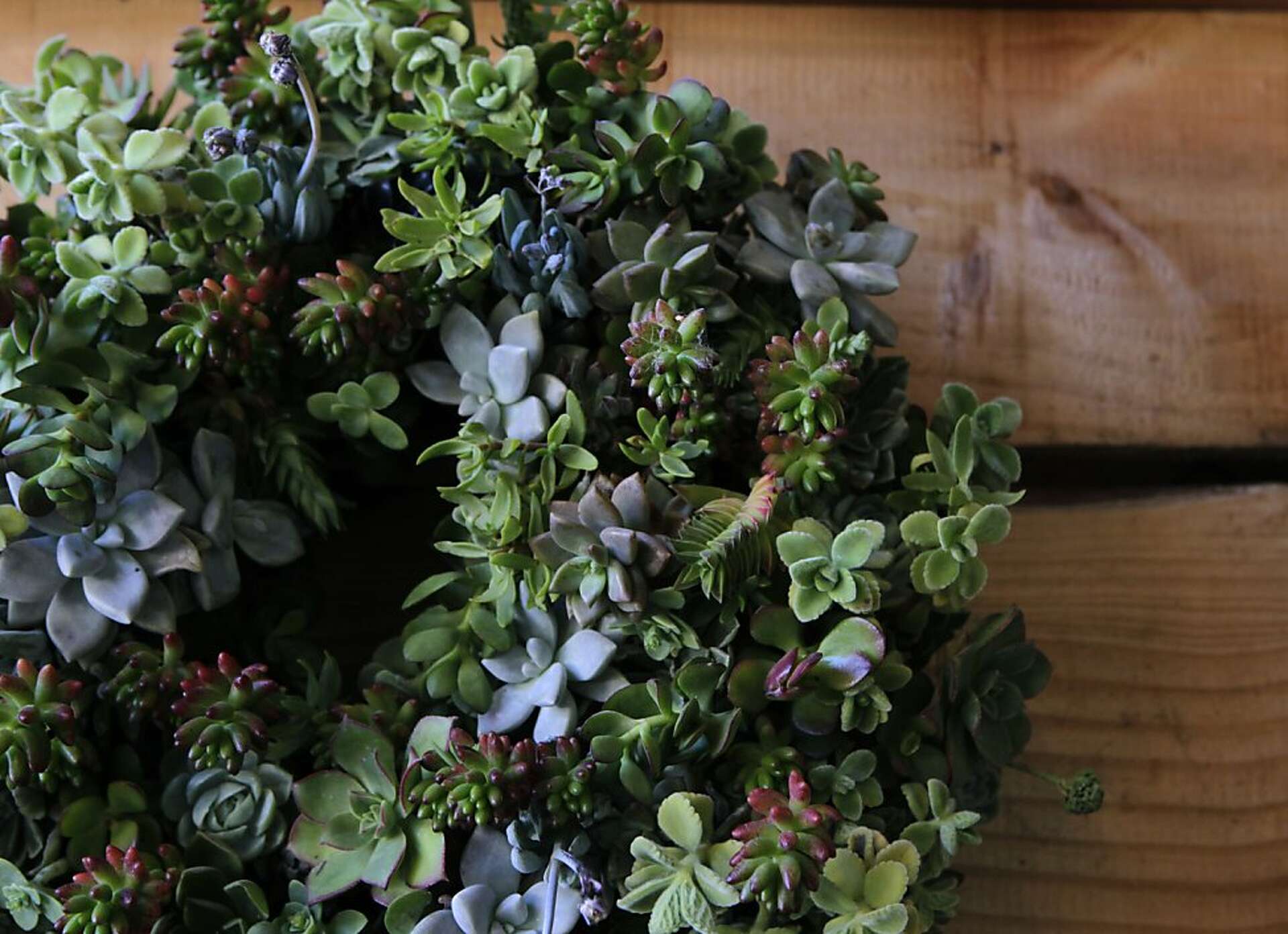 Flowerland Nursery: Updated classic blossoms in Albany