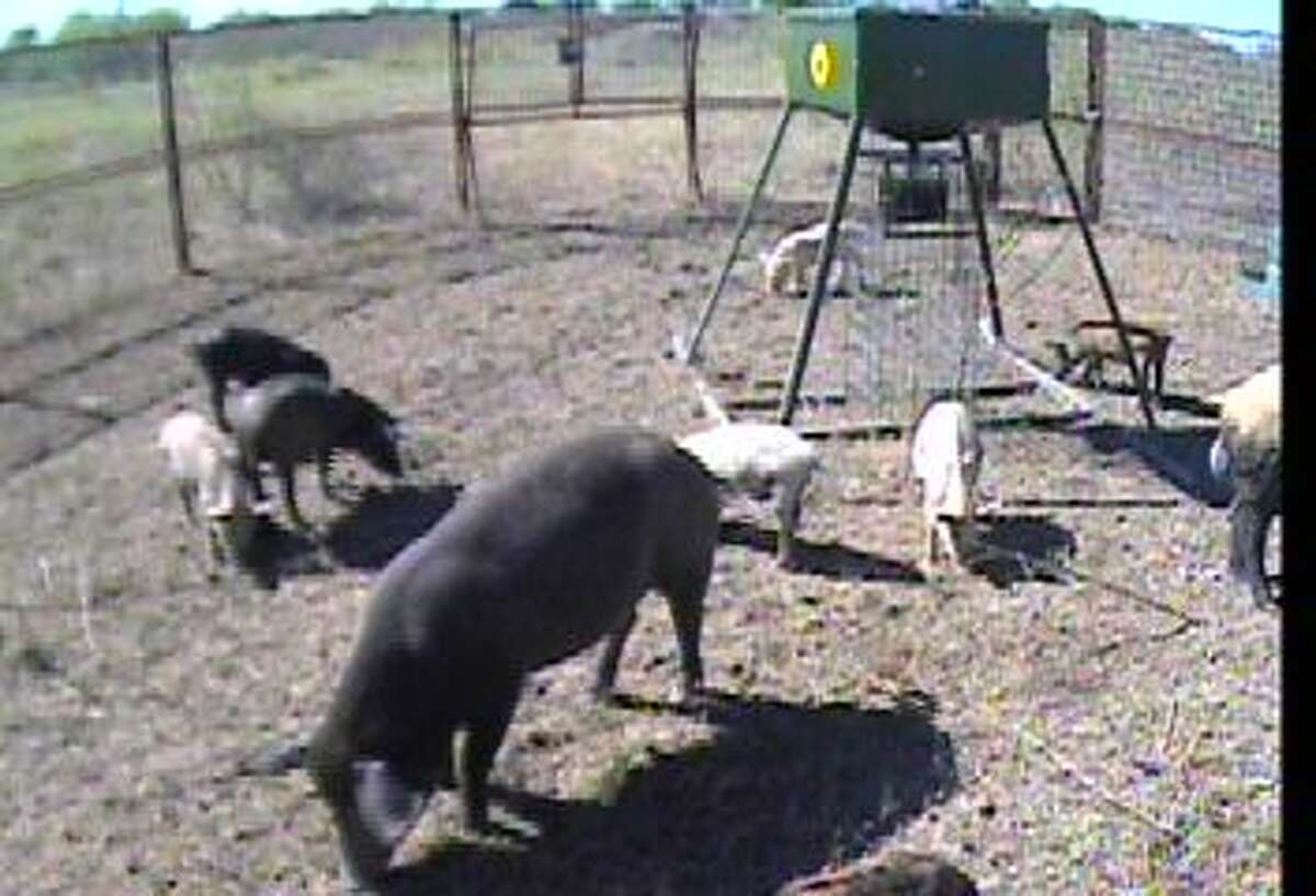 trapping-feral-hogs-try-using-your-cell-phone