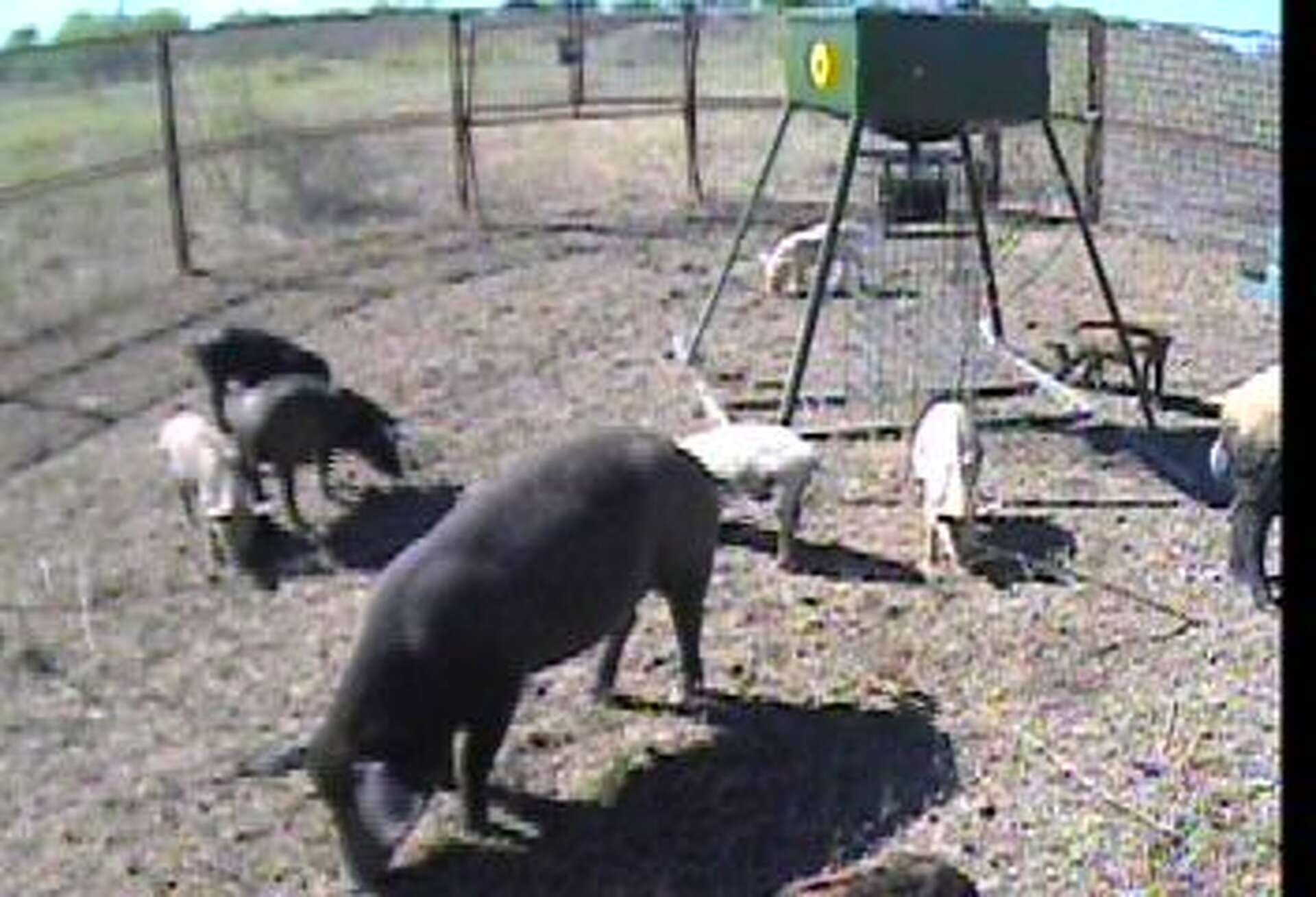Trapping Feral Hogs Try Using Your Cell Phone