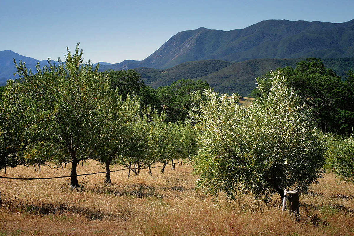 $840K Carmel Valley olive ranch looking for new owners