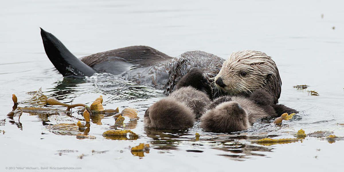 A mother sea otter with twin pups floats off the California coast.