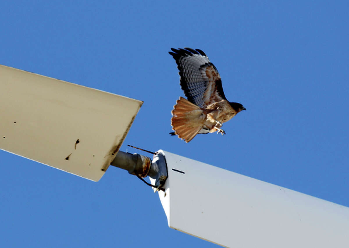 A Red-Tailed Hawk takes off from an idle turbine blade on Monday Dec. 9, 2013. The wind turbine is in the process of being taken down at a wind farm that sits on newly acquired property by the East Bay Regional Park District near Livermore, Ca. A decision by President Obama to allow wind energy companies to kill eagles and birds for thirty years could have a significant impact on the Bay Area, where one of the country's deadliest collection of wind turbines sits on the Altamont Pass.