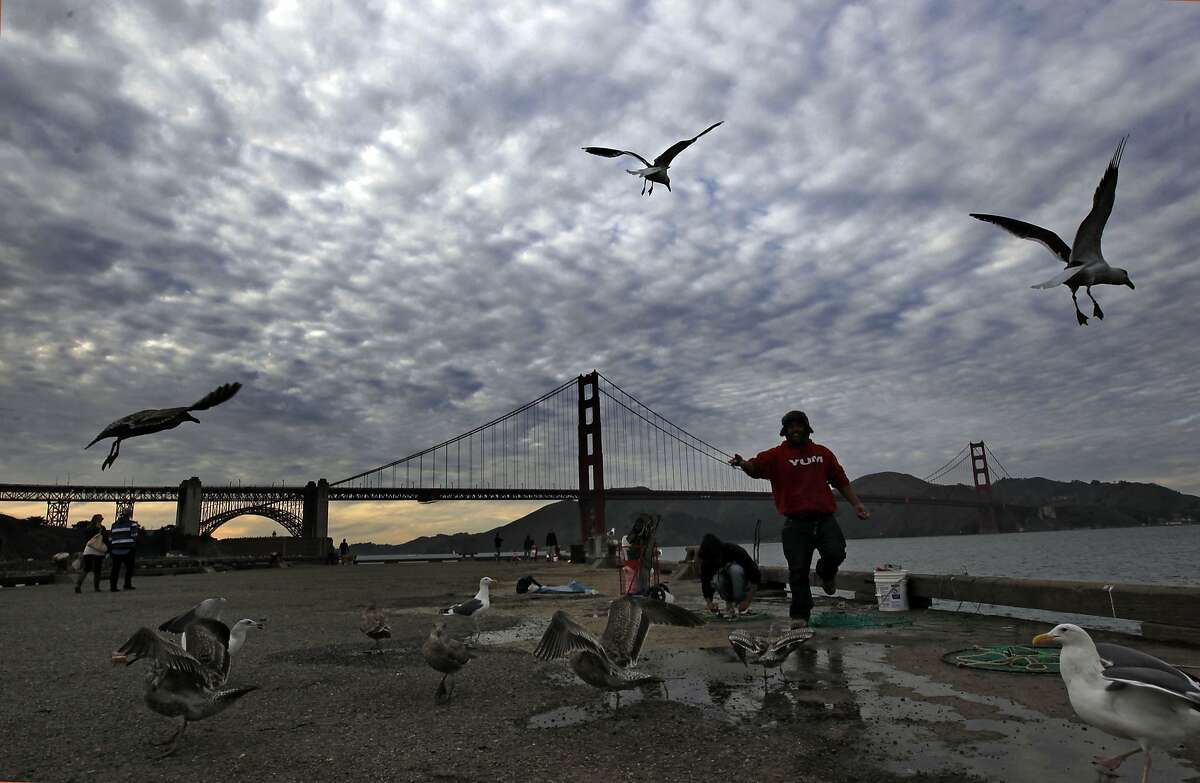 Gulls fight for a snack from fisherman on the Crissy Field pier under partly cloudy skies as the seasons begin to change from fall to winter, in San Francisco, Ca., on Tuesday Nov. 26, 2013.