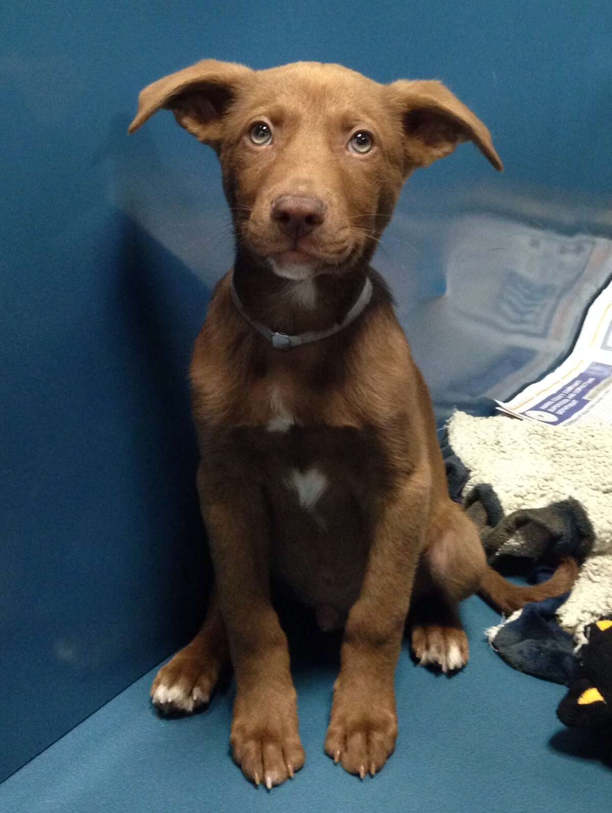 Animals crowd into Houston shelter, prompting a holiday sale