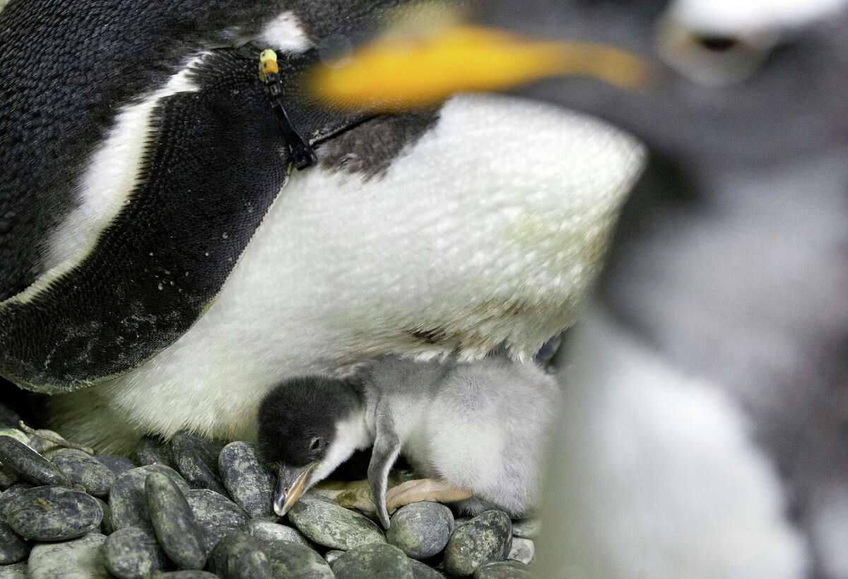 Baby penguins born in Galveston are on their way to England