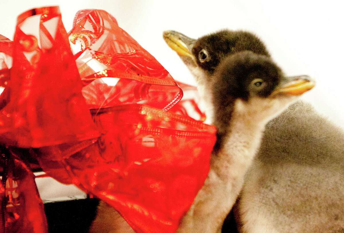 Baby penguins born in Galveston are on their way to England