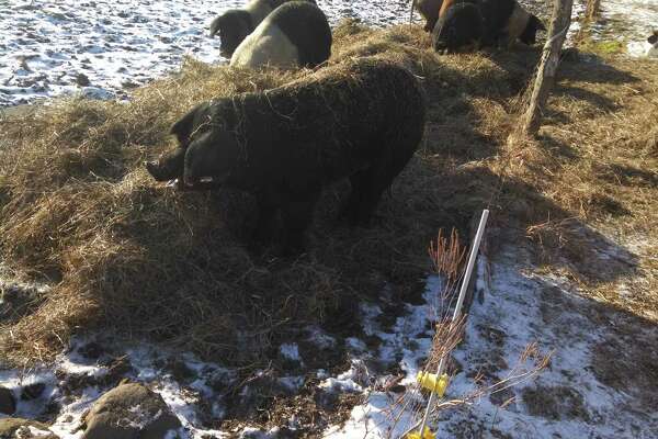 Saving A Sow From Icy Peril - 