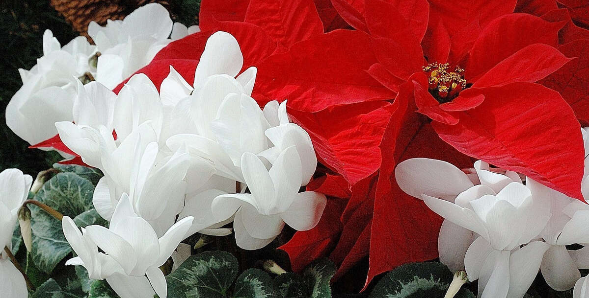 Both cyclamen and poinsettias need to be kept moist.