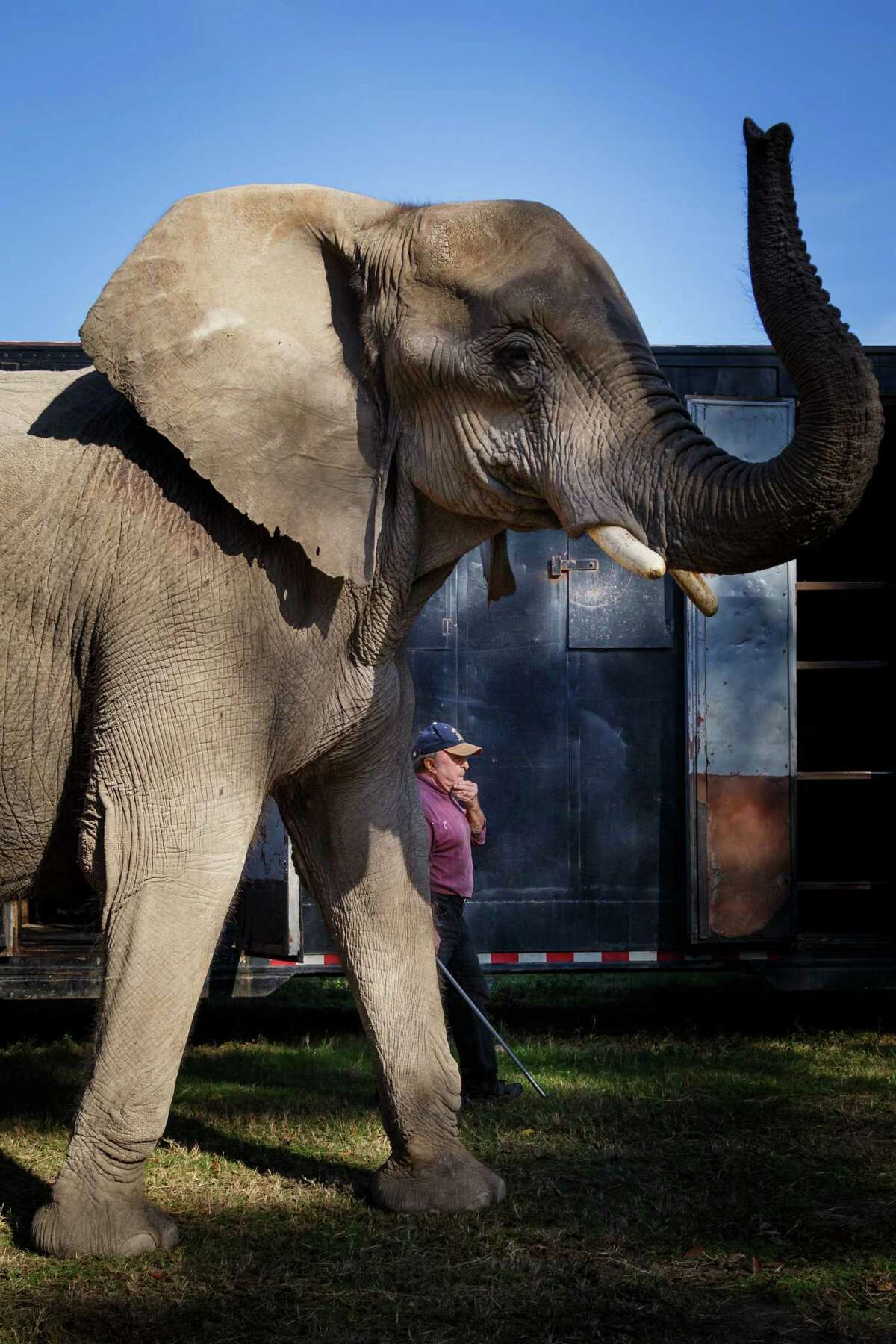 Bill Swain leads his 29-year-old African elephant Page to her barn while working with the animals at his home, Tuesday, Dec. 10, 2013, in Cut and Shoot. Swain has made a career showing his elephants at Renaissance Festivals, weddings, private parties and Christmas manger scenes. ( Michael Paulsen / Houston Chronicle )