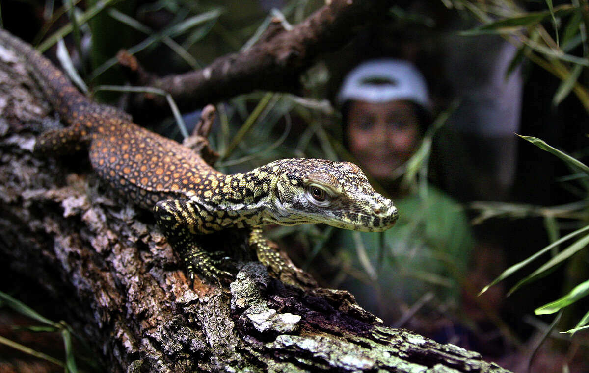 Baby Komodo dragon debuts at San Antonio Zoo