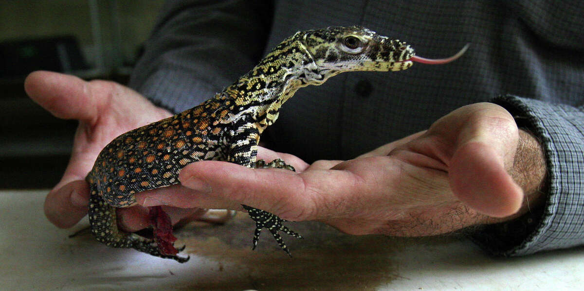 Baby Komodo dragon debuts at San Antonio Zoo