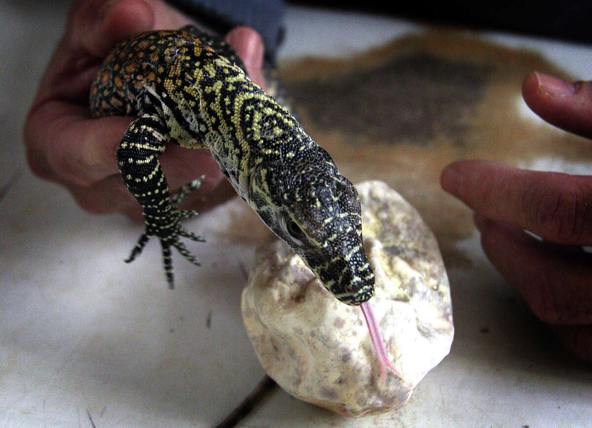 Baby Komodo dragon debuts at San Antonio Zoo