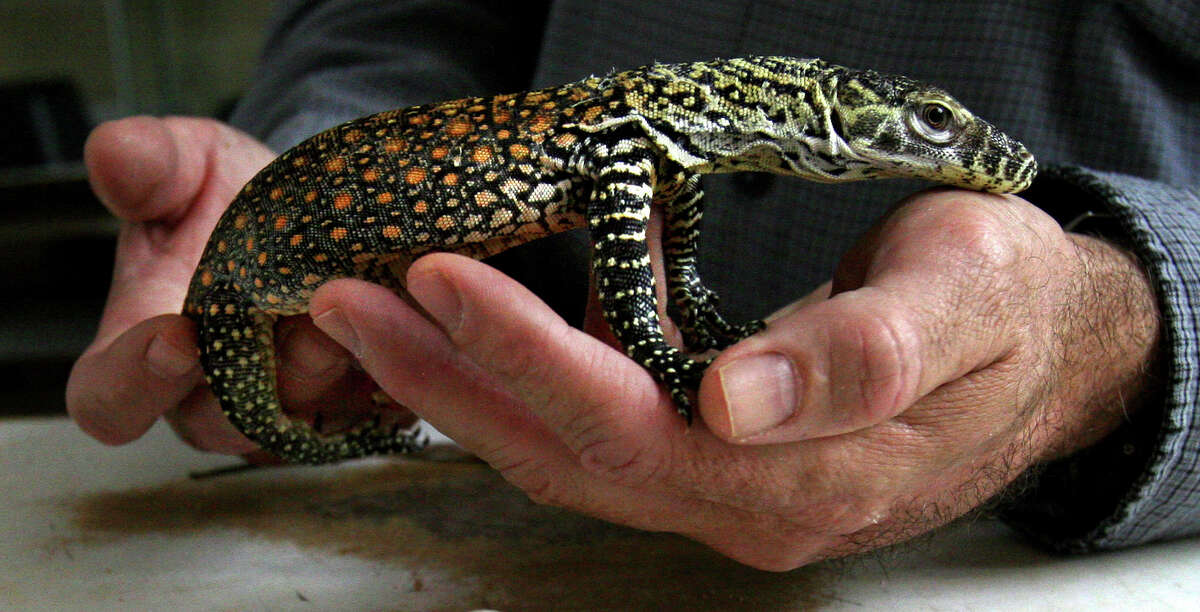 Komodo Dragon 2 Other Reptiles Die In Fire At San Antonio Zoo