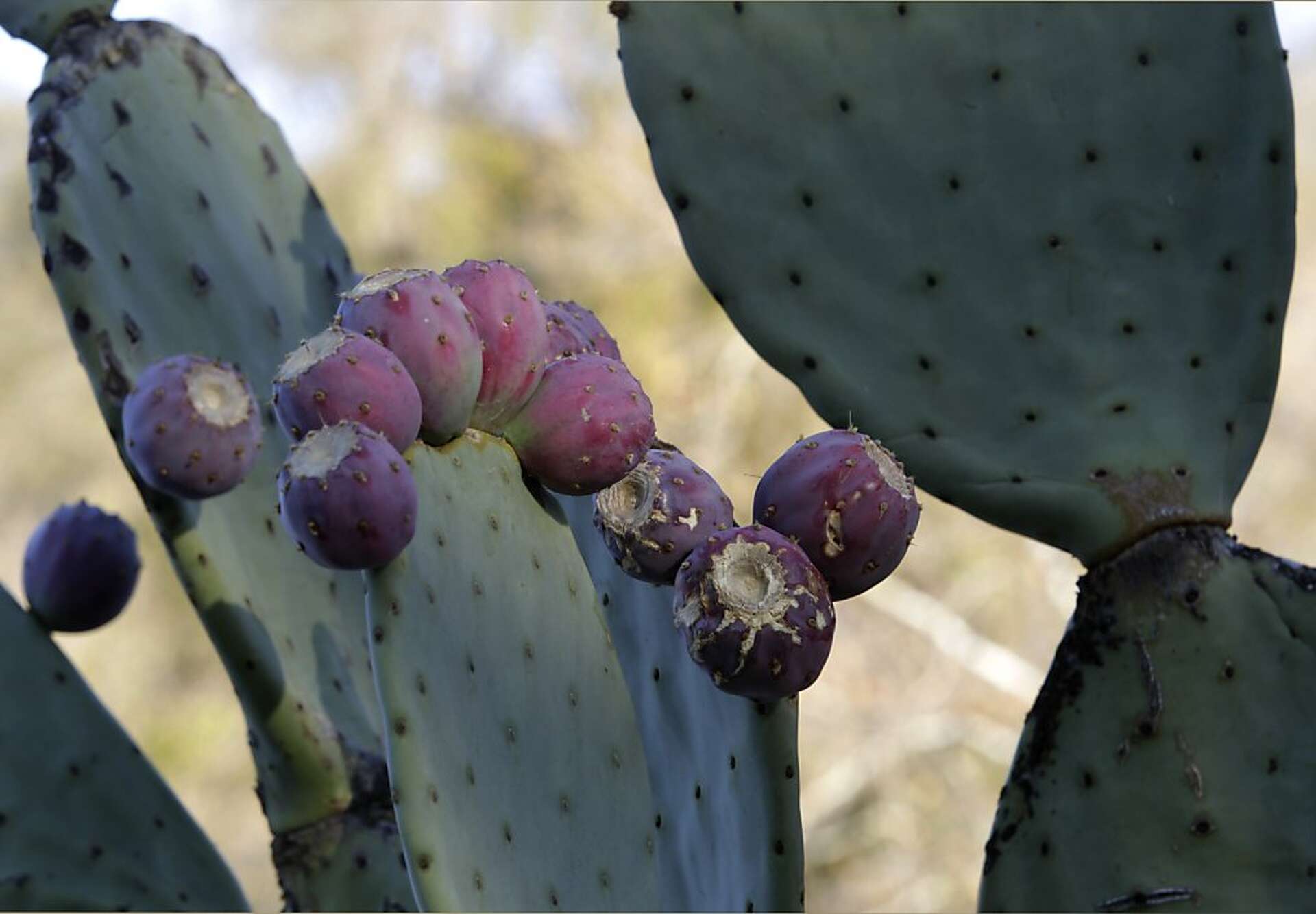 Borges Ranch to Castle Rock: Day hike full of variety