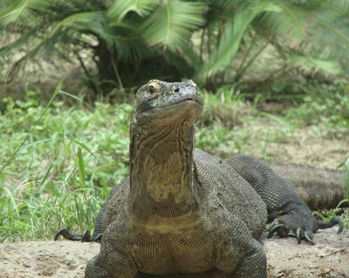 Baby Komodo dragon debuts at San Antonio Zoo