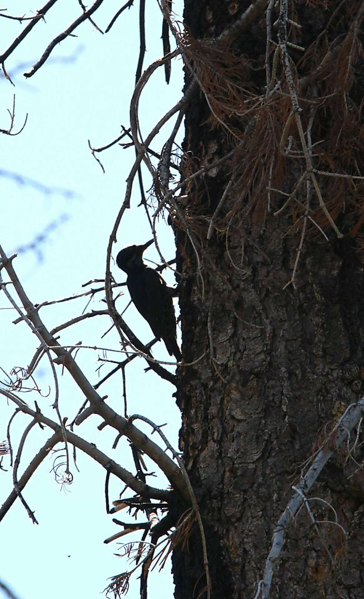 FILE - In this July 6, 2010 file photo, a rare black-backed woodpecker is seen in the burned remains of the Angora Fire near South Lake Tahoe, Calif. Conservationists are seeking Endangered Species Act protection for the rare woodpecker that feeds on beetles in burned forests. Four groups filed the listing petition Wednesday, May 2, 2012, for the black-backed woodpecker in the Black Hills, the Sierra Nevada and Eastern Cascades of Oregon. (AP Photo/Rich Pedroncelli, File)