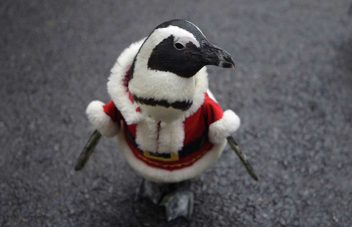Penguins dress for Christmas