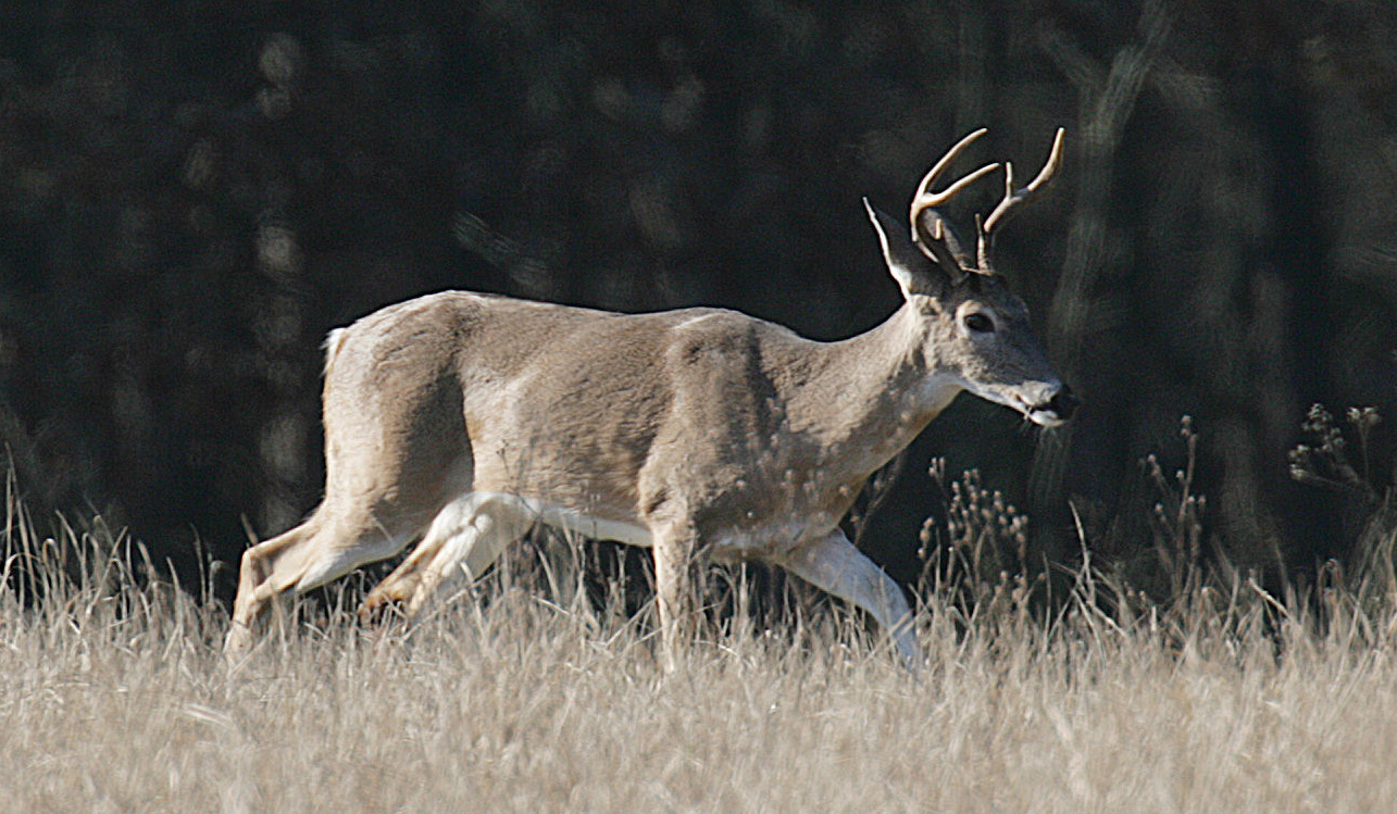 Sleep time for deer depends on what's 'normal'
