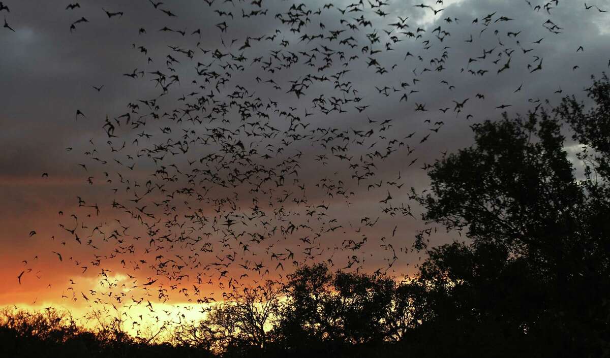 A reader observes that the millions of bats from Bracken Cave consume tons of potentially virus-carrying mosquitoes.