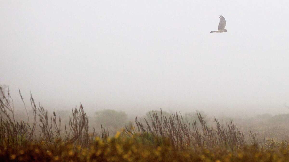 A bird flies over the vegetation near the beach along highway 87 near High Island is shown Friday, Dec. 20, 2013, in Bolivar. A conservation group on Friday completed the purchase of 1,350 acres of undeveloped land near High Island on Bolivar Peninsula for a wildlife preserve.