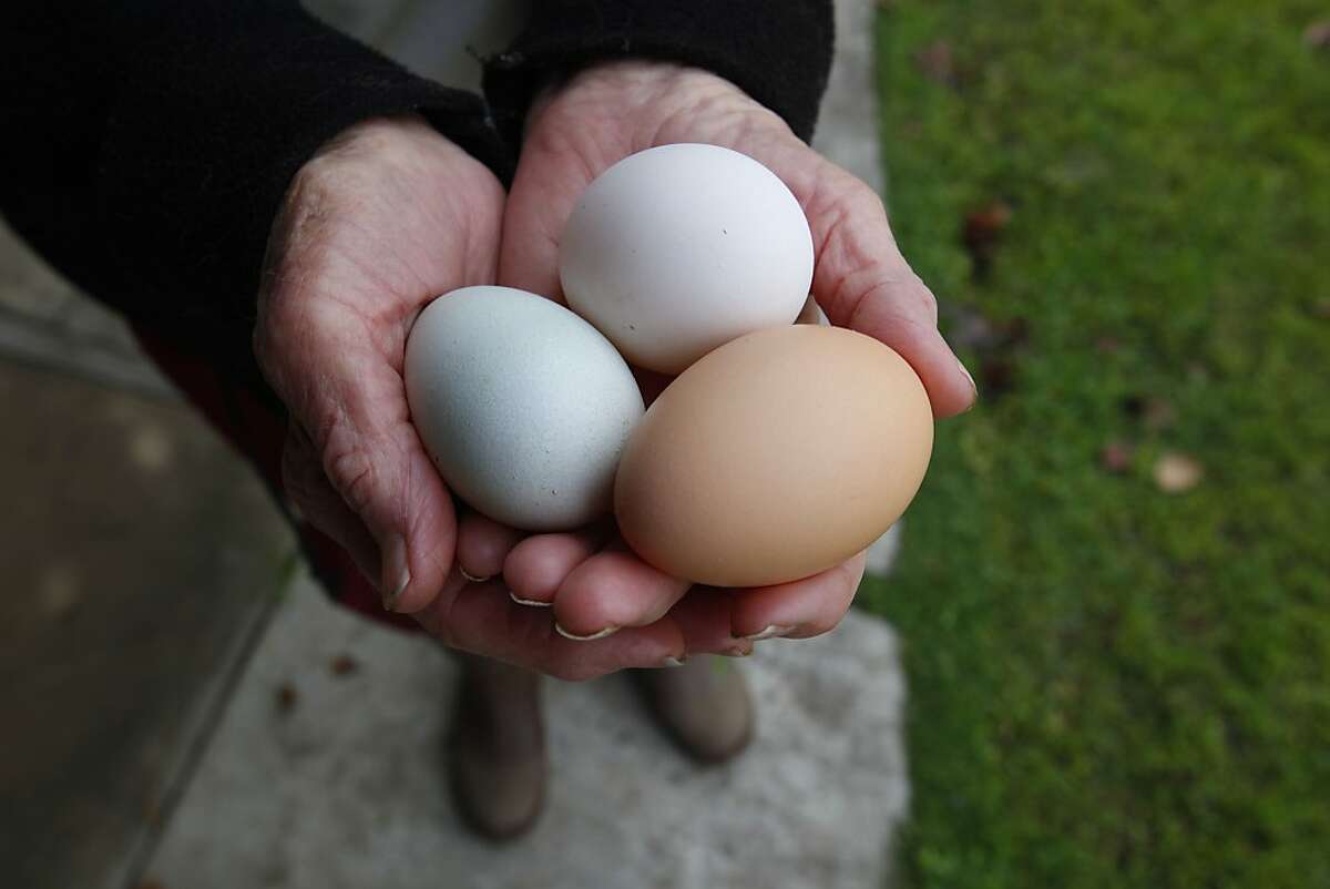 Отравление яйцами. Тухлое яйцо. Отравление яичницей. Отравление яйцами куриными. Яйцами можно отравиться