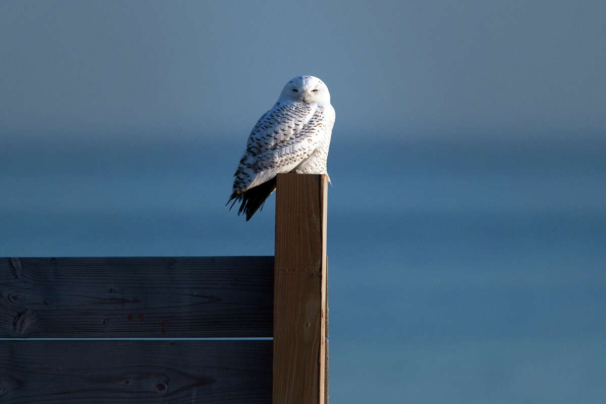 A Snowy Owl perches on a fence post as the sun sets at Long Beach Park, in Stratford, Conn., Dec. 21, 2013.