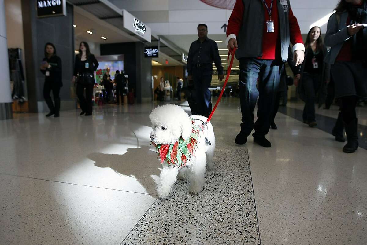 Fabio Giuntarelli's service dog Lady Jenna Barbara, a 6 year old Cockapoo, walks through San Francisco International Airport while working in San Francisco, CA, Tuesday, December 17, 2013. San Francisco International Airport has partnered with the SPCA to open a program entitled Wag Brigade, which allows volunteers and their service dogs to visit with and bring comfort to weary travelers in the airport terminals.