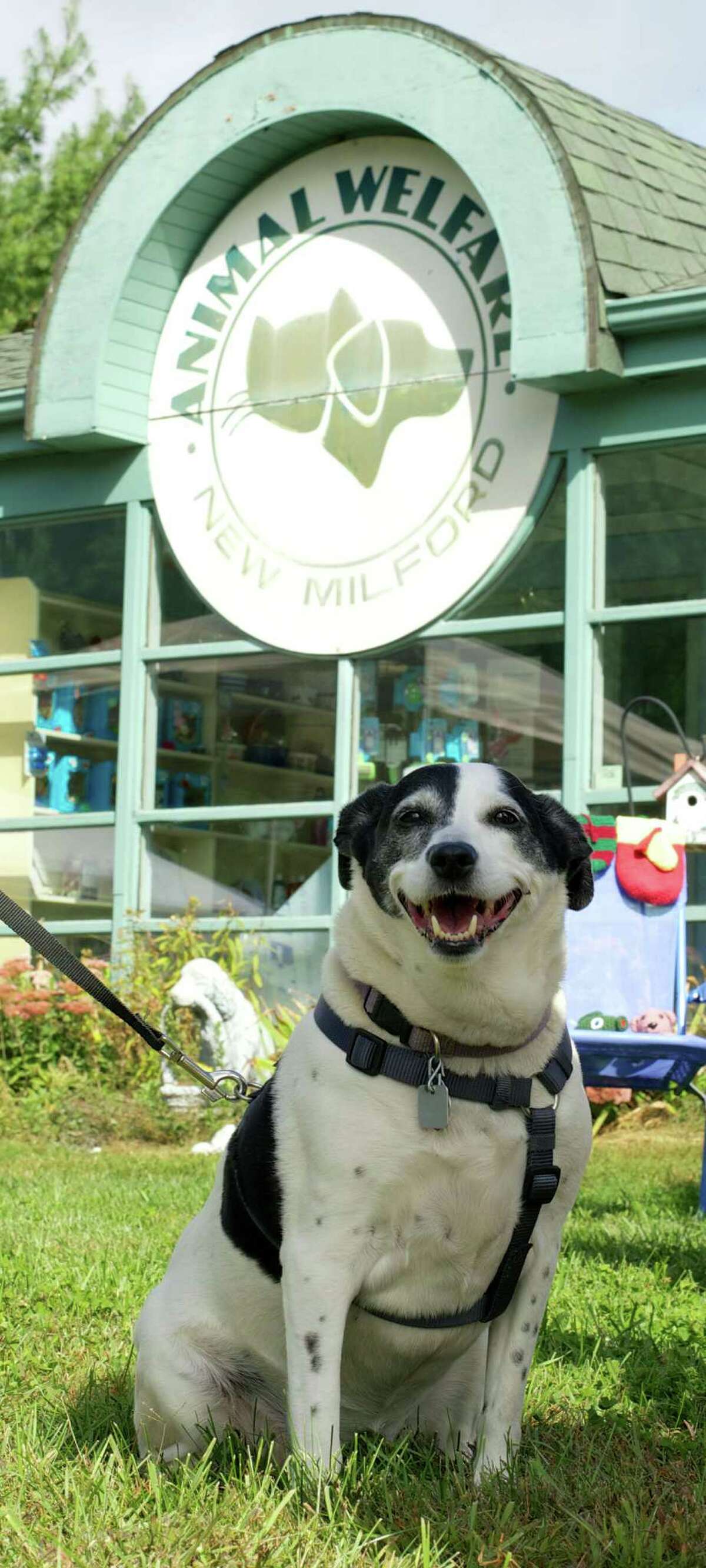 Dog Days hosted by Animal Welfare