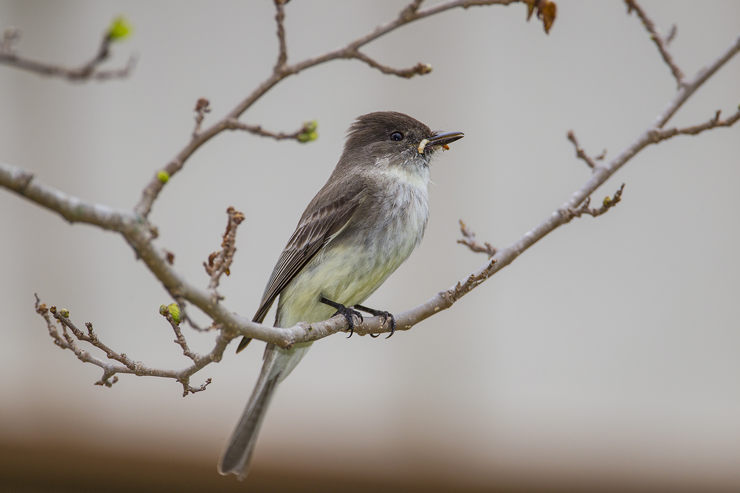Get to know birds of your neighborhood
