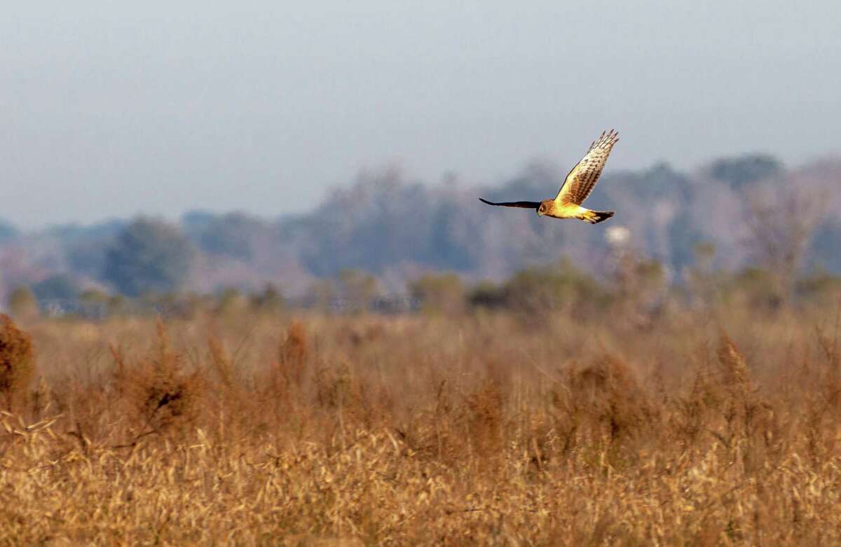 Photos for Sunday Star module on the Katy Prairie Conservancy starting out at 31950 Hebert Road in Waller, Texas. ID: We spot a Harrier Hawk diving and swooping as it hunts the prairie. 12/17/13 (Craig H. Hartley/For the Chronicle)