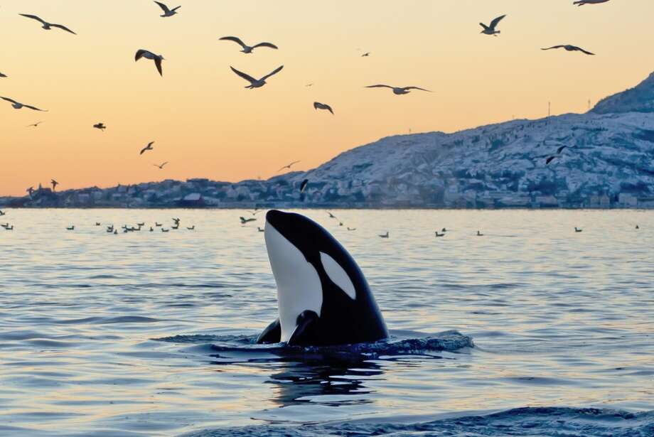 Southern Resident Orca Population Dwindles To A 30-year Low - Seattlepi.com