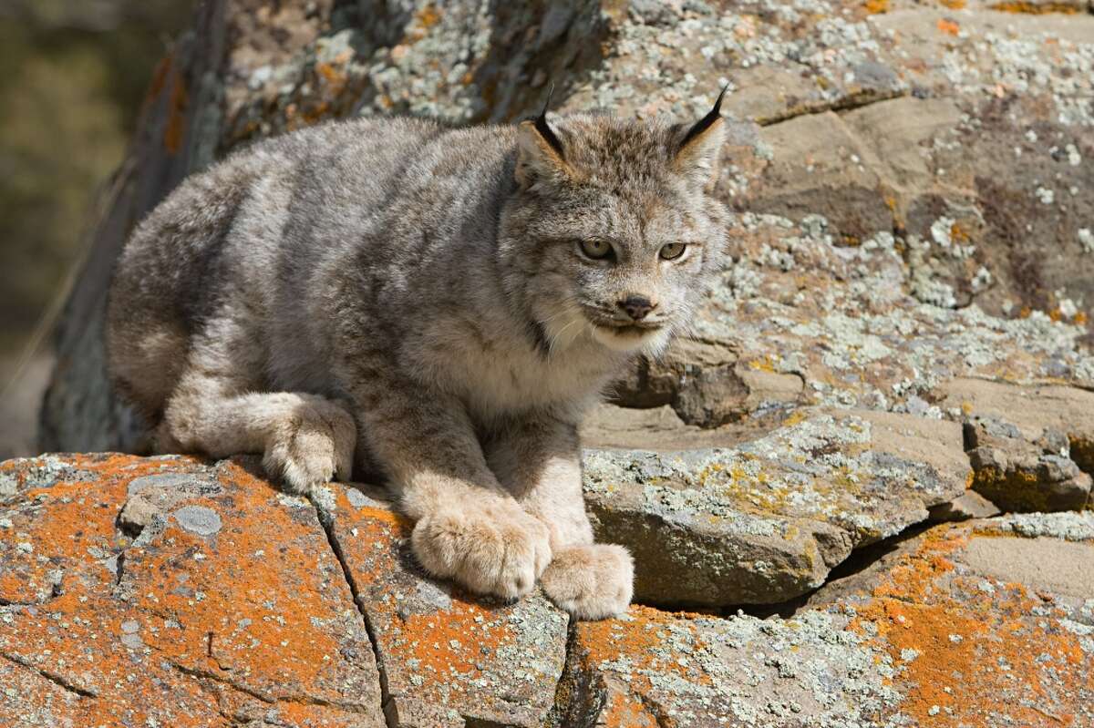 The North American Lynx got a break when, helped by Paul Allen, conservation groups ransomed 25,000 acres of the Loomis Forest in Okanogan County. It was targeted for logging. But the lynx remains threatened. Conflagrations like the 2006 Tripod Fire have claimed habitat. The lynx is adapted to cold temperatures and lives in boreal forests. Snowshoe hares are the chief food for the lynx. Decimation of wolves has caused the coyote population to increase over much of the cats' habitat. The coyotes also feast on snowshoe hares. Keep clicking for photos of Paul Allen through the years.