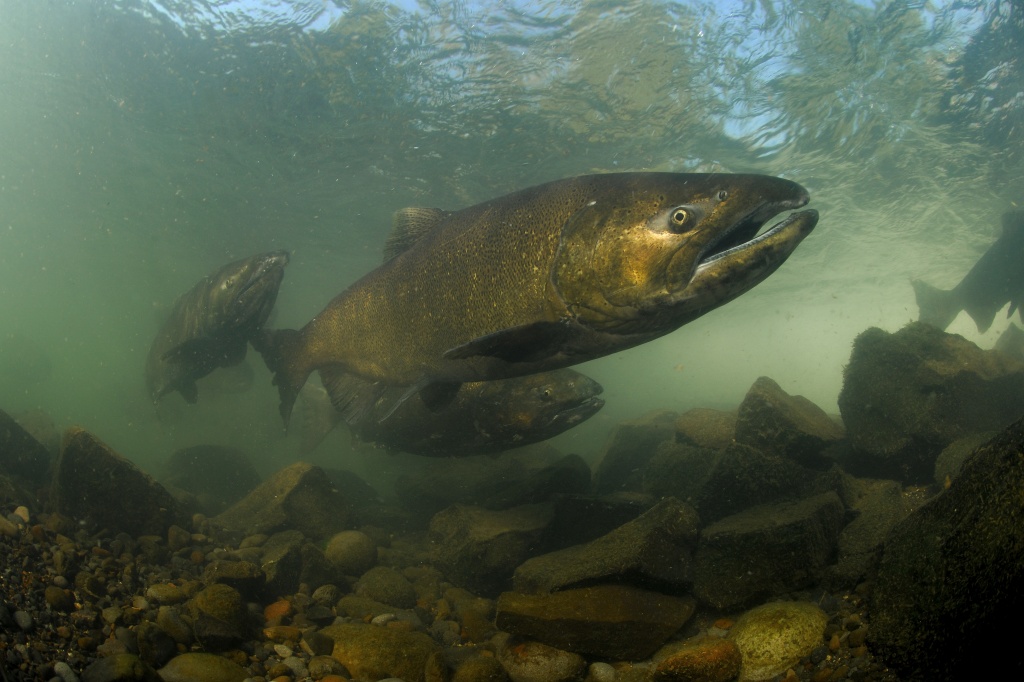 U.S. judge tosses feds' salmon plan back in water, suggests breaching dams