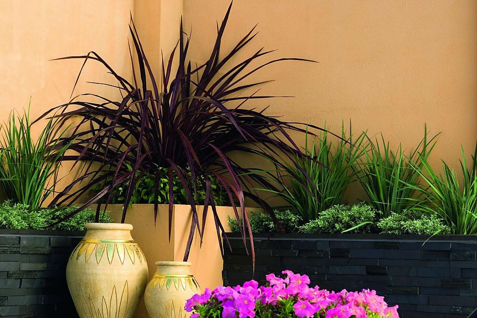 Cordyline 'Cha Cha' makes a splashy entrance
