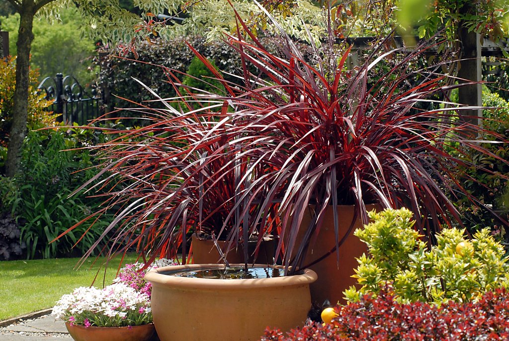 Cordyline Cha Cha makes a splashy entrance