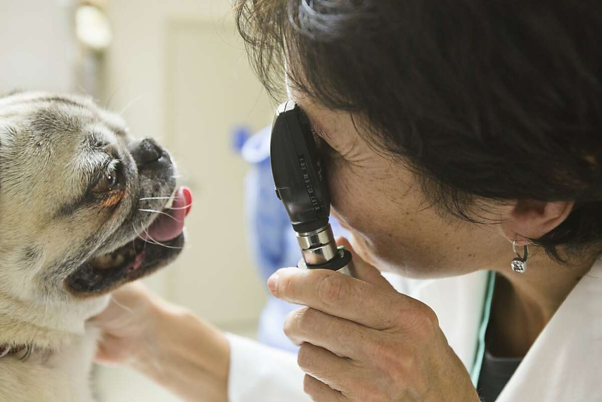 Dr. Jill Chase, owner and veterinarian at Ocean Beach Veterinary Clinic, uses an ophthalmoscope while examining Baby, a pug dog in San Francisco, Calif. on Monday, Dec. 23, 2013.